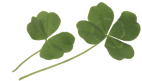 a pair of clovers